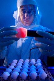 This 2008 photograph depicted CDC microbiologist, Amanda Balish, as she was demonstrating how one properly 'candles' an embyonated chicken egg