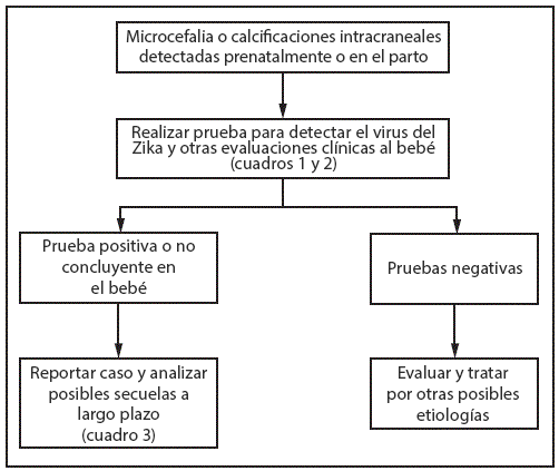 The figure above is a flowchart showing interim guidelines for the evaluation and testing of infants with microcephaly or intracranial calcifications whose mothers traveled to or resided in an area with Zika virus transmission during pregnancy.