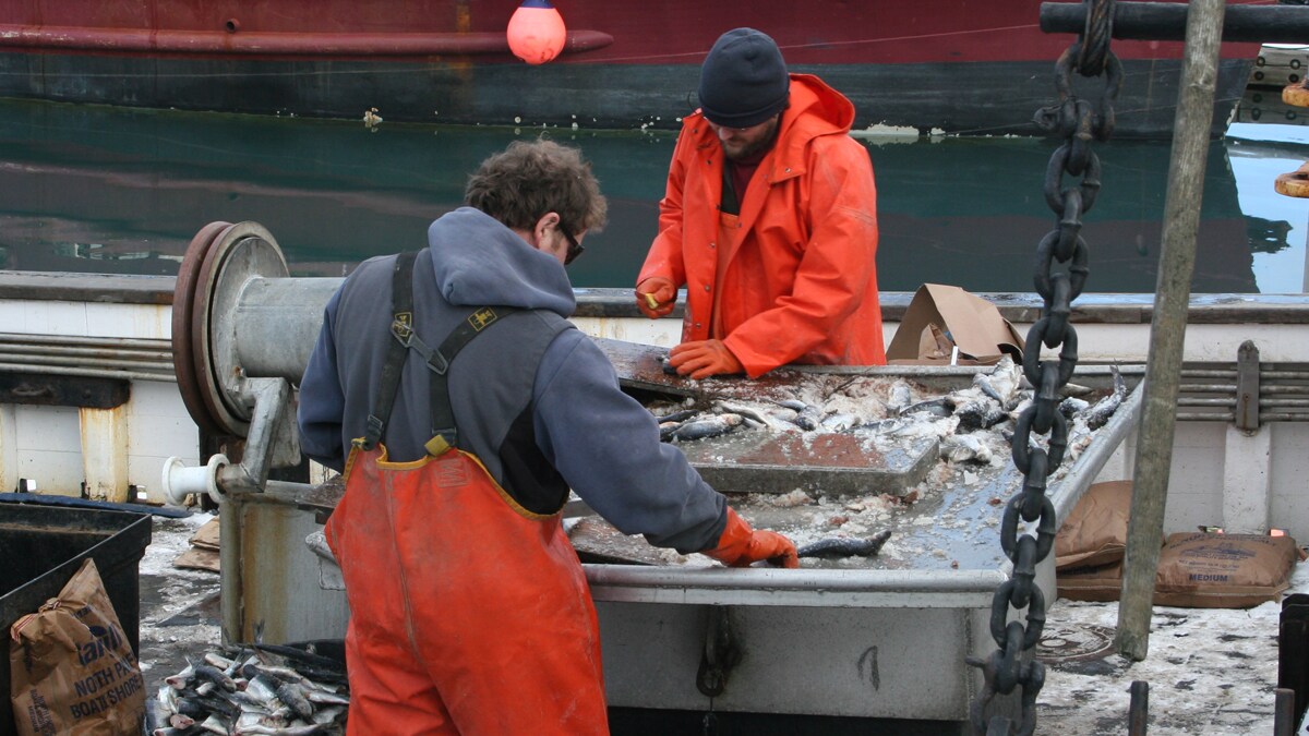 Commercial fishermen prepare bait onboard vessel. Image by NIOSH