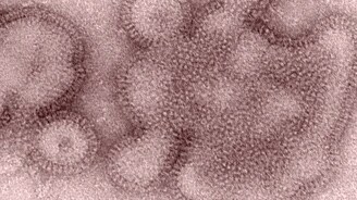 Variante del virus de la influenza H3N2