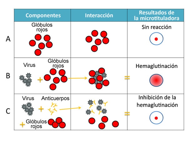 La prueba de IH implica la interacción de glóbulos rojos (RBC), anticuerpos y virus de la influenza.