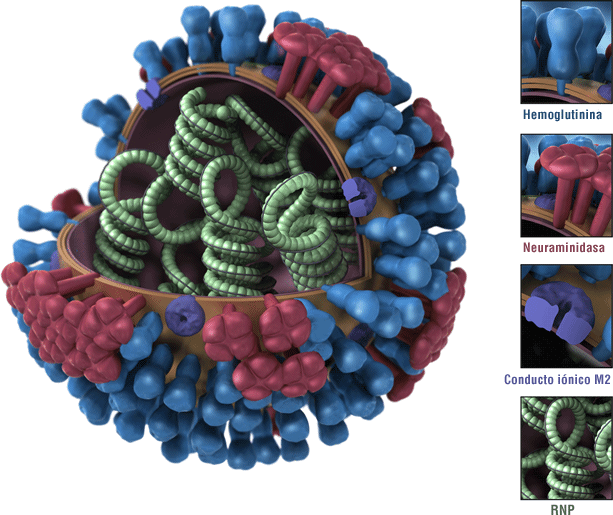Esta es la imagen de un virus de la influenza. Las proteínas de superficie de la hemaglutinina (HA) del virus están representadas en azul. Las hemaglutininas de un virus de influenza son antígenos. Los antígenos son características del virus de la influenza que son reconocidas por el sistema inmunitario y pueden desencadenar una respuesta inmunitaria protectora. La mayoría de las vacunas contra la influenza está diseñada para producir una respuesta inmunitaria contra las hemaglutininas de las vacunas contra la influenza que circulan entre las personas.