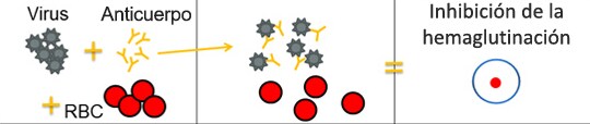 diagrama del virus