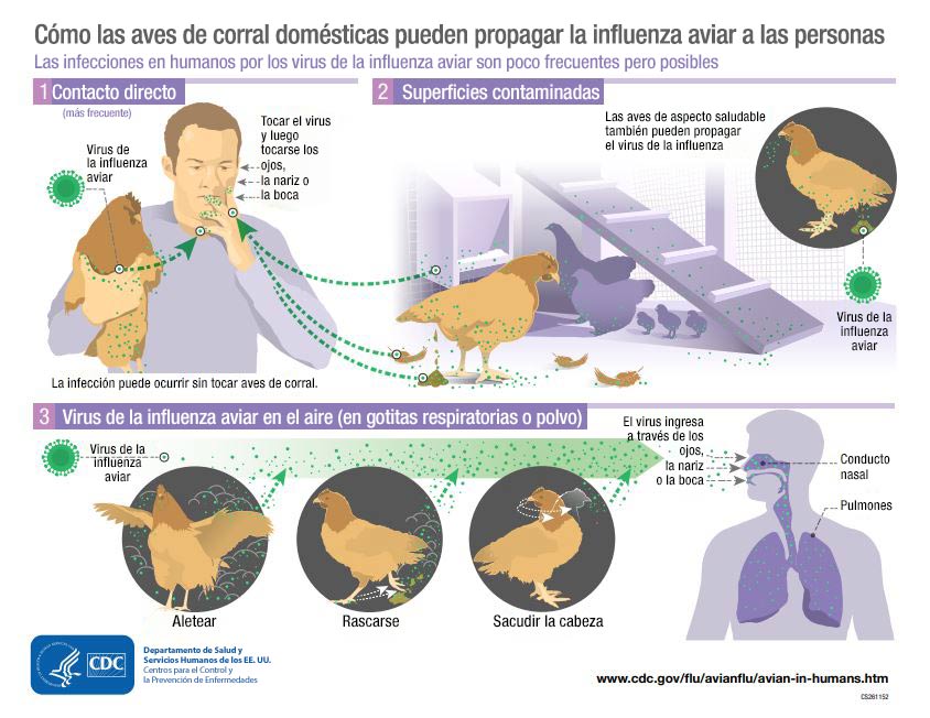 Gráfico Cómo las aves de corral domésticas pueden propagar la influenza aviar a las personas
