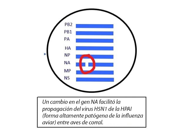 Cuadro del virus H5N1 de la HPAI