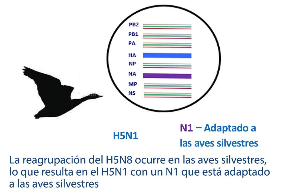 silueta de un pato y linaje genético con el texto H5N1, N1 - Adaptado a las aves silvestres La reagrupación del H5N8 ocurre en las aves silvestres, que resulta en el H5N1 con un N1 que está adaptado a las aves silvestres