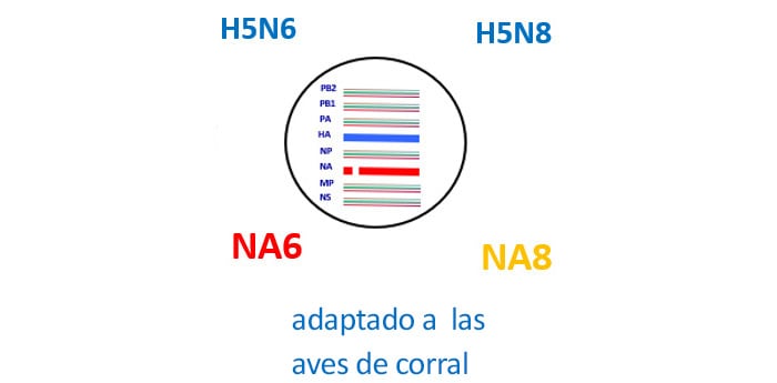 imagen de linaje con el texto H5N6, H5N8, NA6, NA8, adaptación en aves de corral