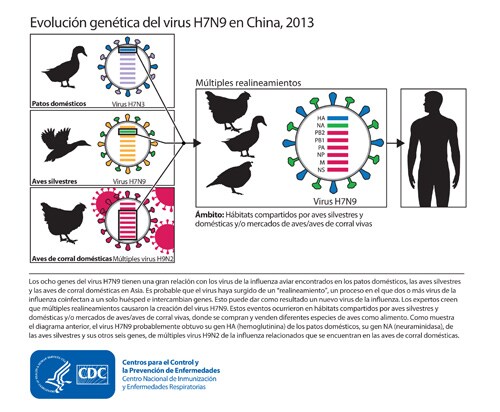 Este diagrama muestra los orígenes del virus H7N9 detectado en China y cómo sus genes provienen de otros virus de la influenza de origen aviar.