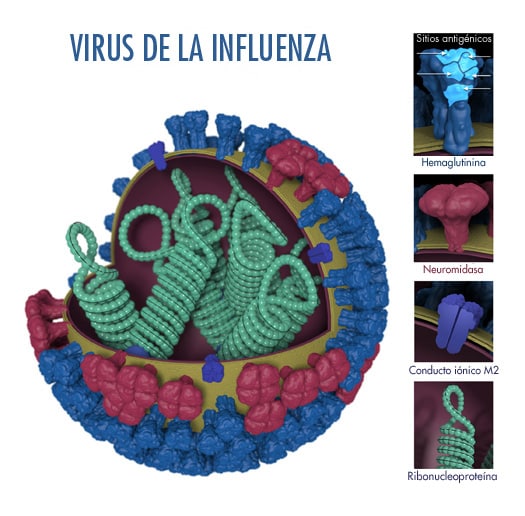 Figura 1. Características del virus de la influenza