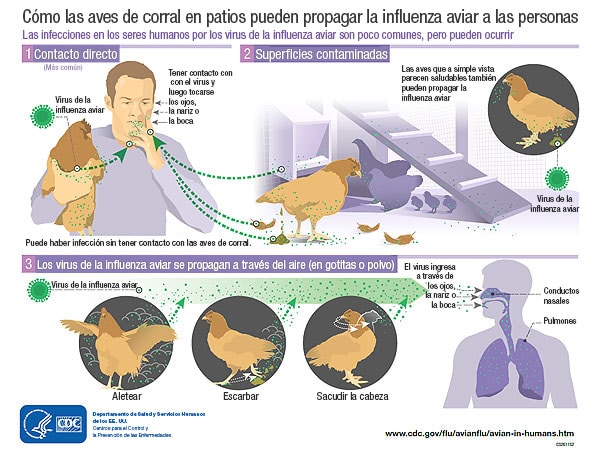 infografía sobre la transmisión de la influenza aviar