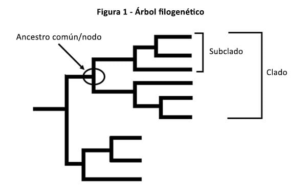 figura 1 - árbol filogenético, ancestro común/nodo, subclado, clado
