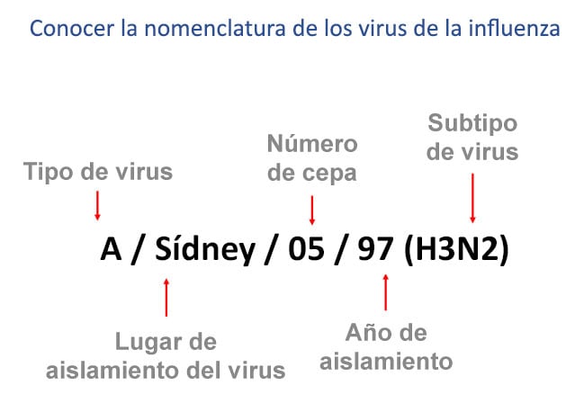 conocer la nomenclatura de los virus de influenza, tipo de virus, lugar de aislamiento del virus, número de cepas, año de aislamiento, subtipo de virus, como por ejemplo sydney o5 97 (h3n2)