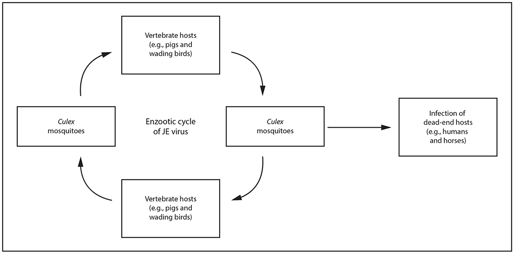 This figure is a circular flow chart showing the Japanese encephalitis (JE) virus transmission cycle from vertebrate hosts to mosquitoes to vertebrate hosts to mosquitoes. The center reads, enzootic cycle of JE virus. The center text is surrounded by a circle of four boxes with arrows that point clockwise from one box to the next: the top box reads, vertebrate hosts (e.g., pigs and wading birds) with an arrow to the right-hand box Culex mosquitoes, with an arrow to the bottom box vertebrate hosts (e.g., pigs and wading birds), and another arrow again to the top box, Culex mosquitoes. The right-hand Culex mosquito box has an arrow that leaves the circular cycle and points to the right, leading to a box that reads, infection of dead-end hosts (e.g., humans and horses).