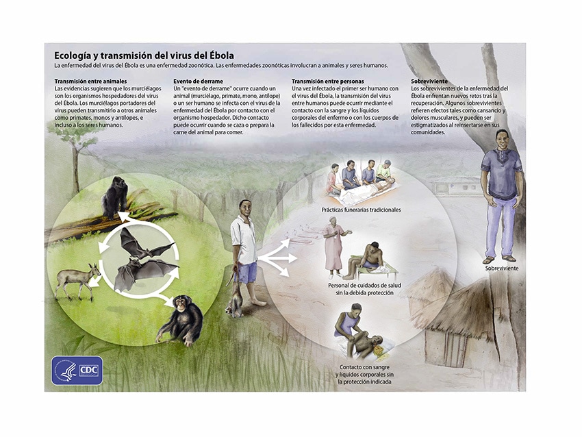 Illustrations with text on Animal-to-Animal Transmission, Spillover Event, Human-to-Human Transmission, and Survivor.